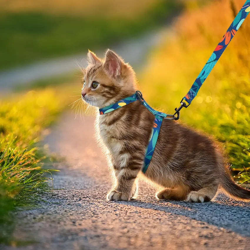 Cat Harness and Leash Set, Pet Products Collars [3 in 1 Lightweight & Adjustable] Escape Proof Cat Harness, Comfortable Soft Cat Products Harness